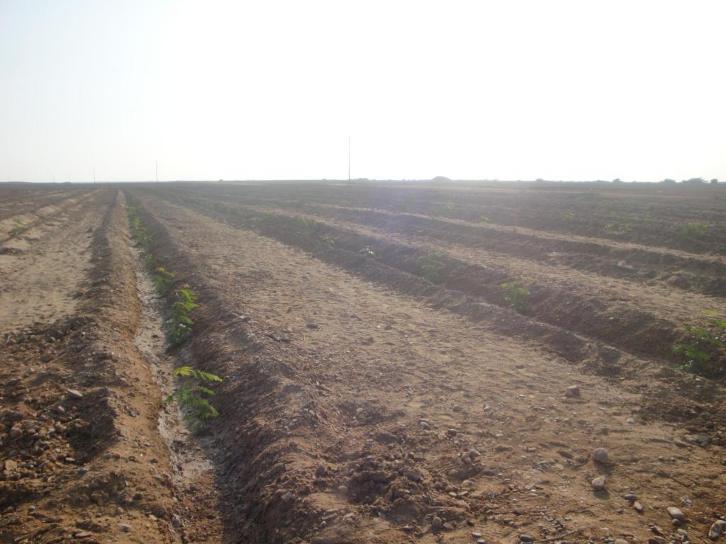 Gran Oportunidada de Terrenos Agricolas en Chocope