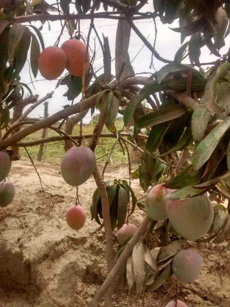 terreno con plantacion de frutas