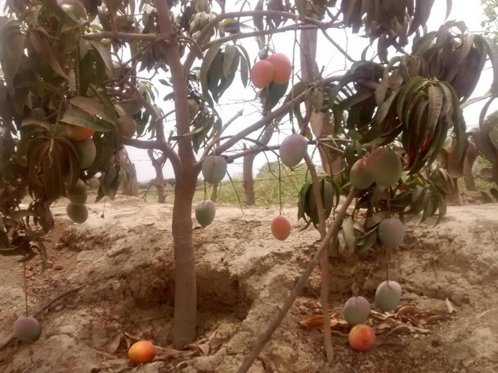 terreno con plantacion de frutas