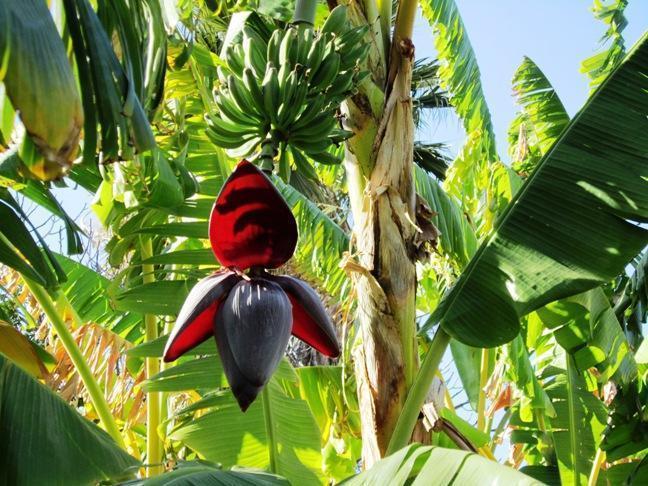 VENTA DE SEMILLA DE PLÁTANO