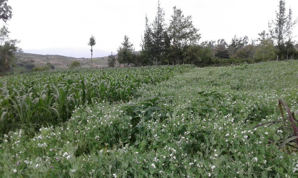 Vendo Una Hectárea de Terreno Agrícola