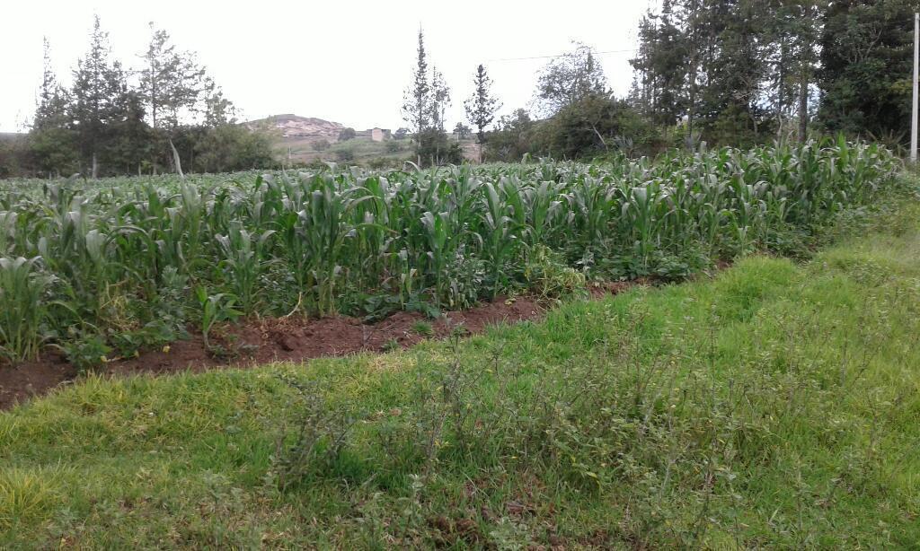 Vendo Una Hectárea de Terreno Agrícola