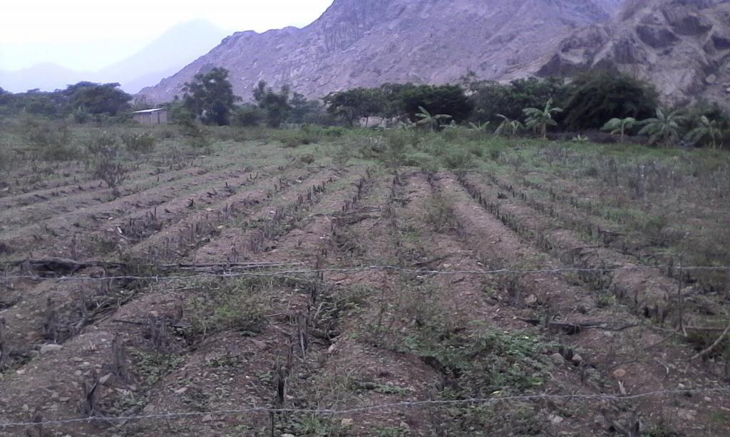 OEFRTO EN QUIRIHUAC 2 HECT. PARA ALMACENERAS TODA ACTIVIDAD AGRICOLA