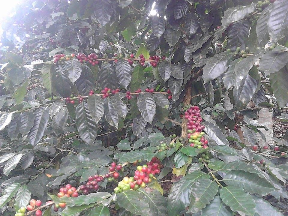 venta de finca de café 3 hectáreas