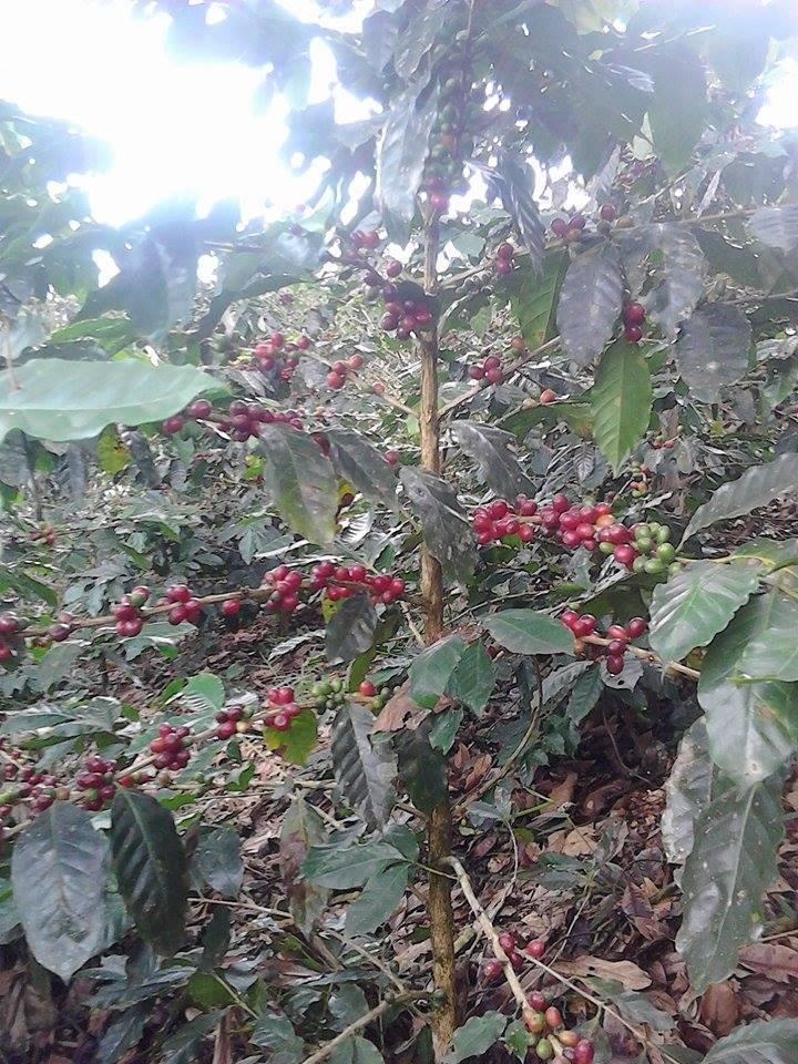 venta de finca de café 3 hectáreas