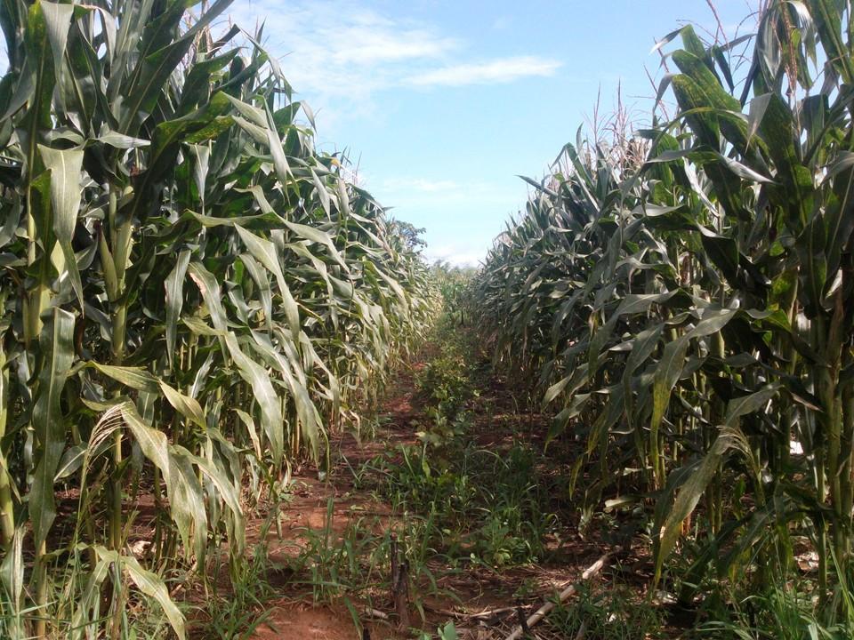 Terreno Agrícola 3ha