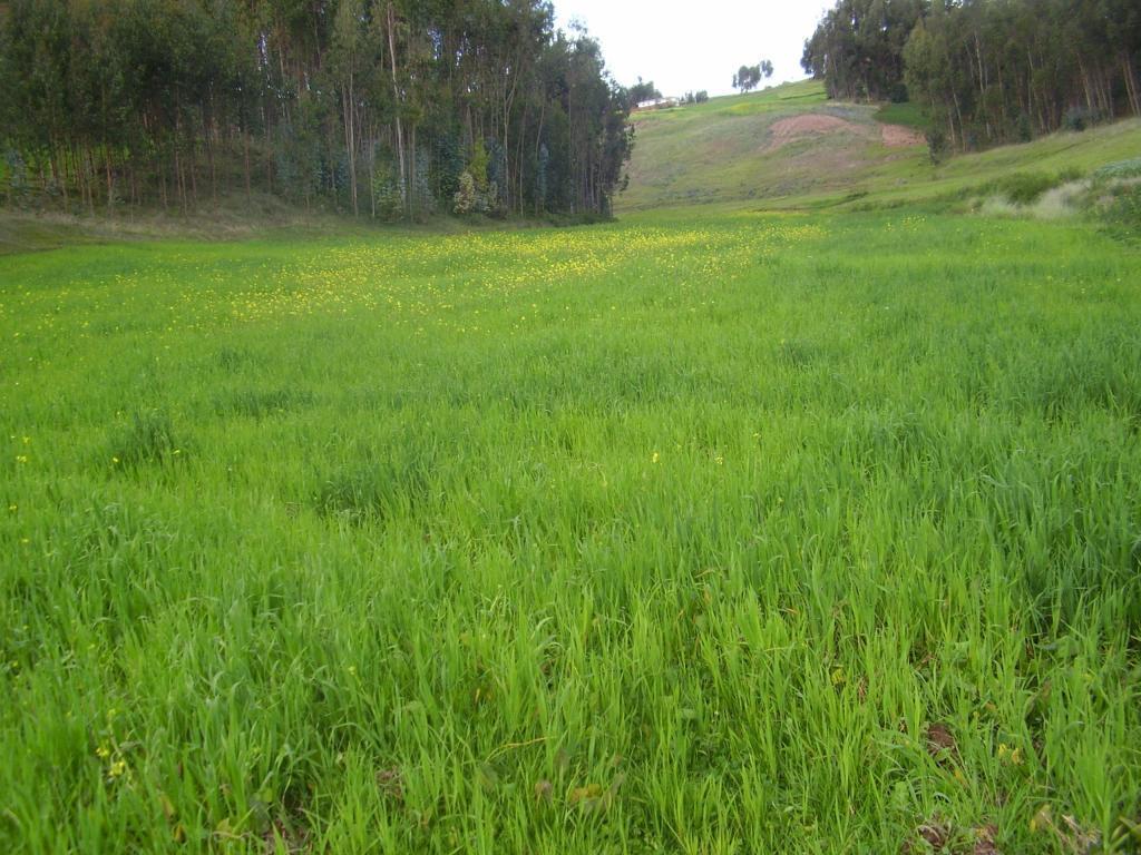 VENDO TERRENO DE 1500 M2 EN CHINCHERO $ 7 EL M2