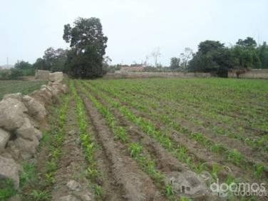 venta de terreno en la CAMPIÑA de HUACHO