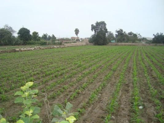 venta de terreno en la CAMPIÑA de HUACHO