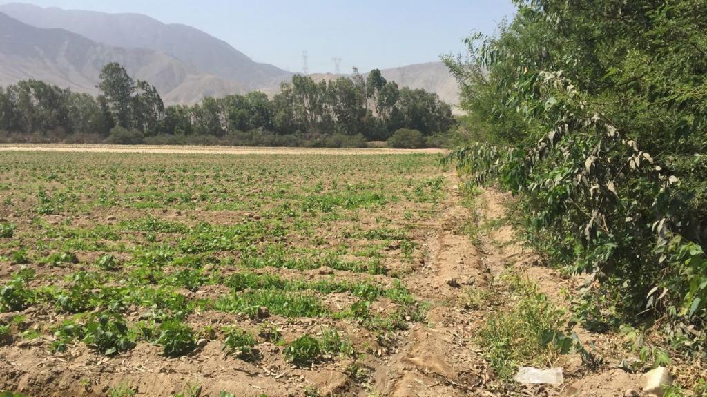 LINDO TERRENO DE 5 HAS CIENEGUILLA CERCA A RESTAURANTE LA LADRILLERA