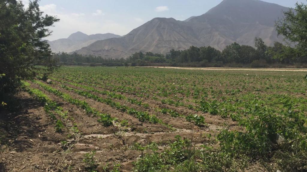 LINDO TERRENO DE 5 HAS CIENEGUILLA CERCA A RESTAURANTE LA LADRILLERA