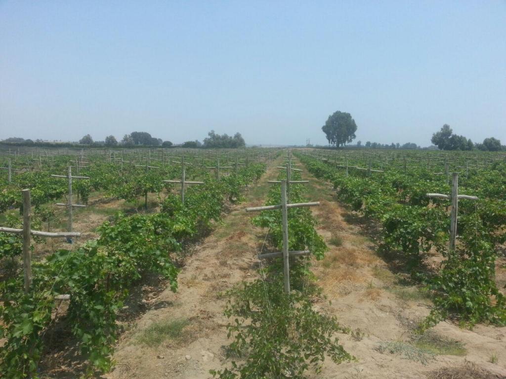 Ocasión Vendo Fundo 12 hectareas en Valle de  produciendo full uva blanca y Red Globe