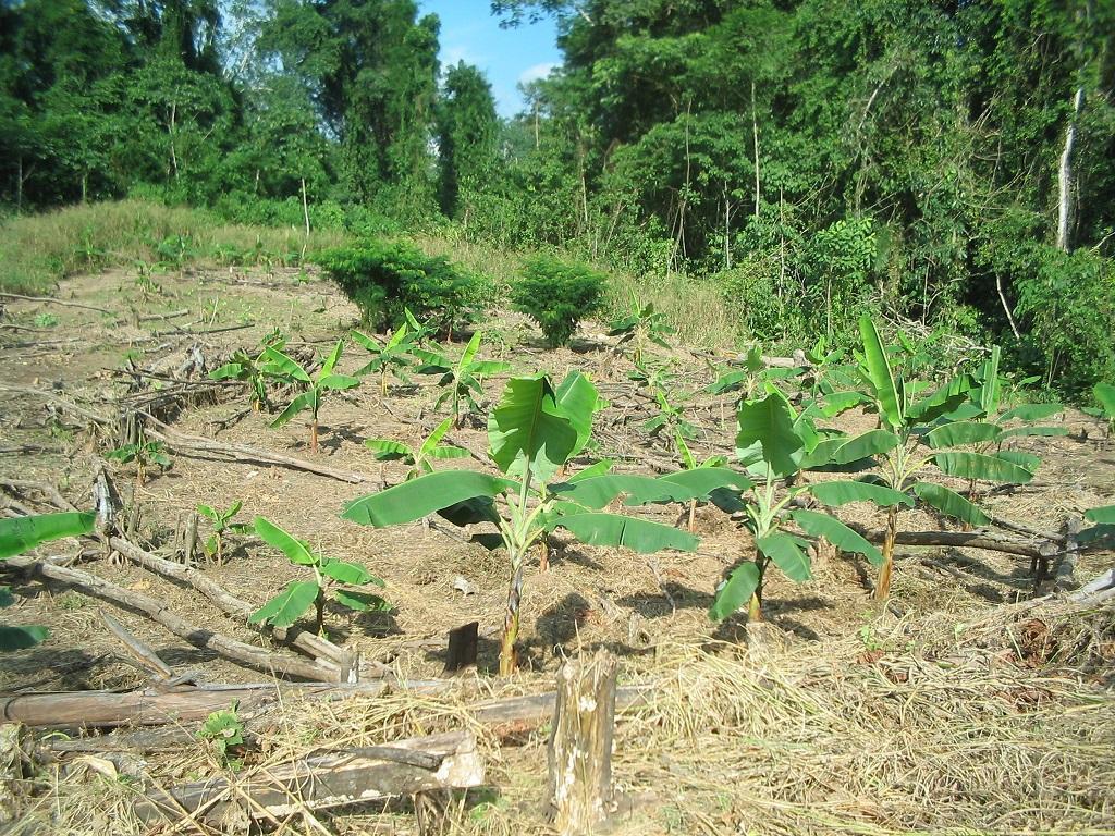 REMATO DE TERRENO RURAL DE 50 HECTAREAS IDEAL PARA PROYECTO ECOLOGICO TURISTICO