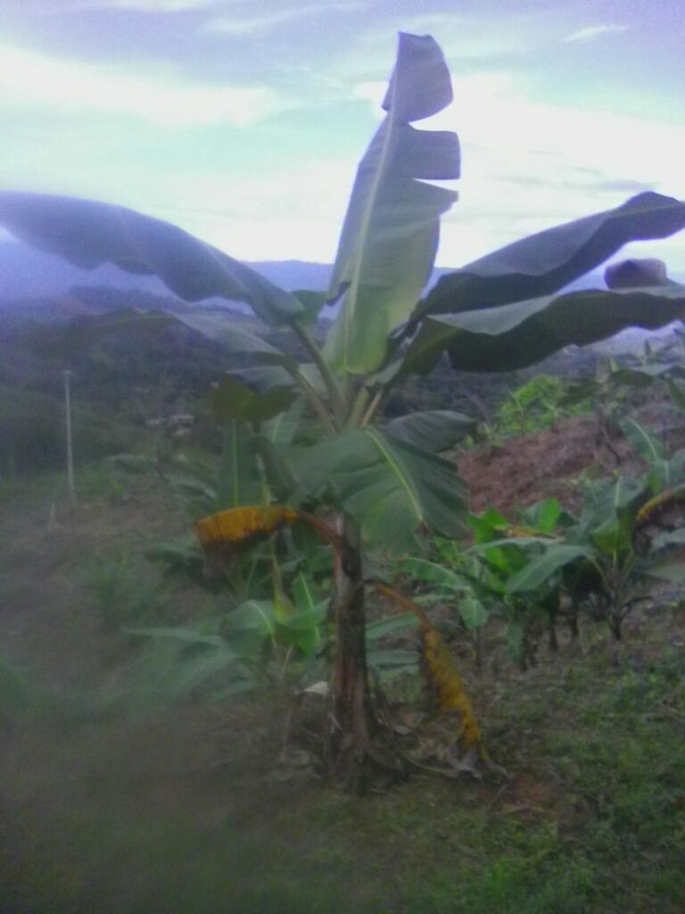 Vendo Terreno Rural 40ha Pangoa