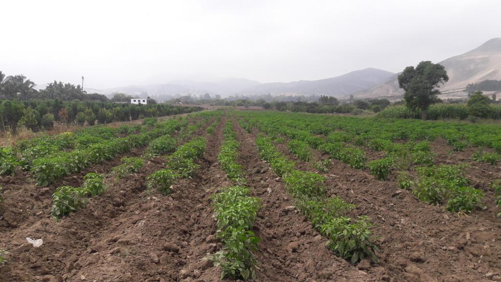 Vendo Dos Terrenos agrícolas en Lurín Documentos en regla