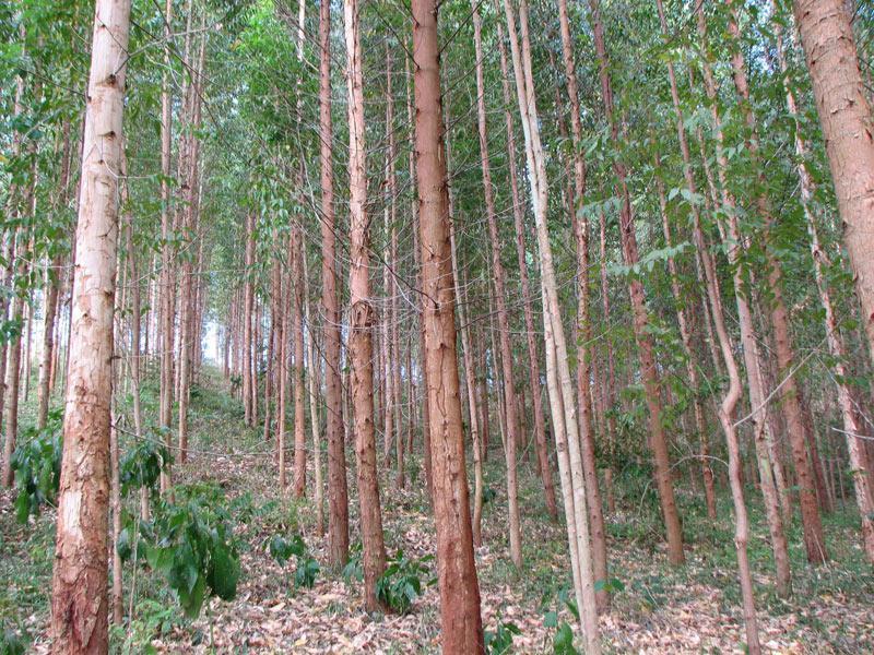 TERRENO CON BOSQUE DE EUCALIPTO DE 1,8 HECTAREAS